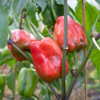 Paprika Neusiedler Ideal
