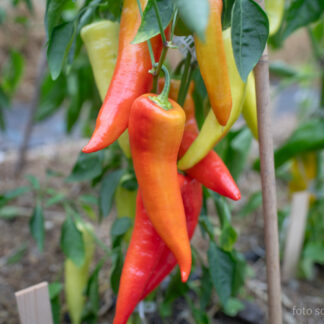 Paprika Sweet Dreams