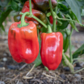 Paprika Yolo Wonder