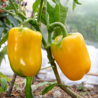 Paprika Afrodita