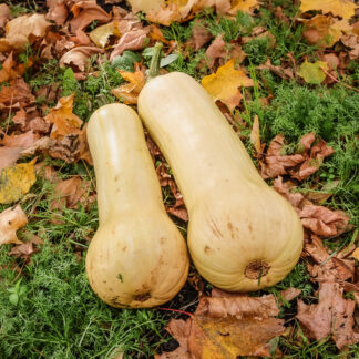 Gresskar Butternut Waltham