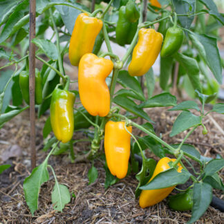 Snackpaprika Radja