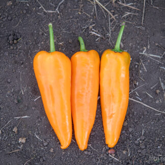 Paprika Lady Lou