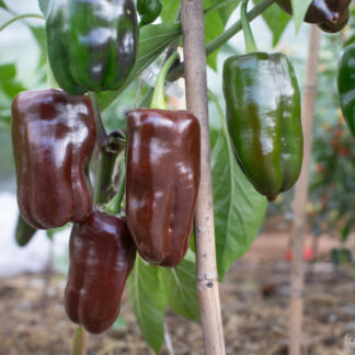 Paprika Sweet Chocolate