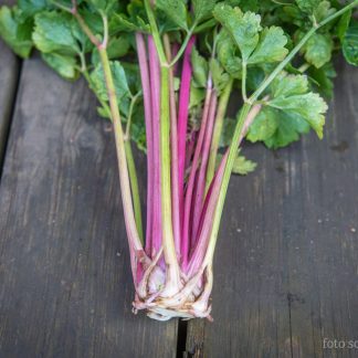 Stangselleri Chinese Pink