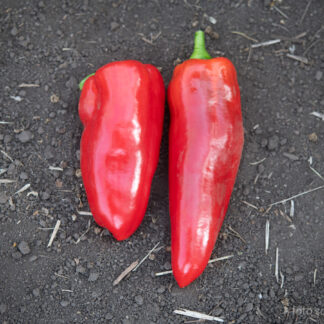 Paprika Jubilandska