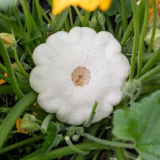 Gresskar Patisson White