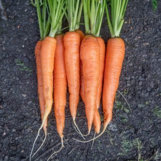 Gulrot Rodelika