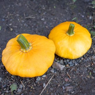 Gresskar Patisson Orange