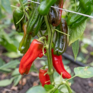 Paprika Frigitello
