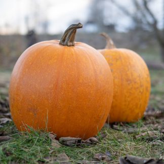 Gresskar Jack O'lantern