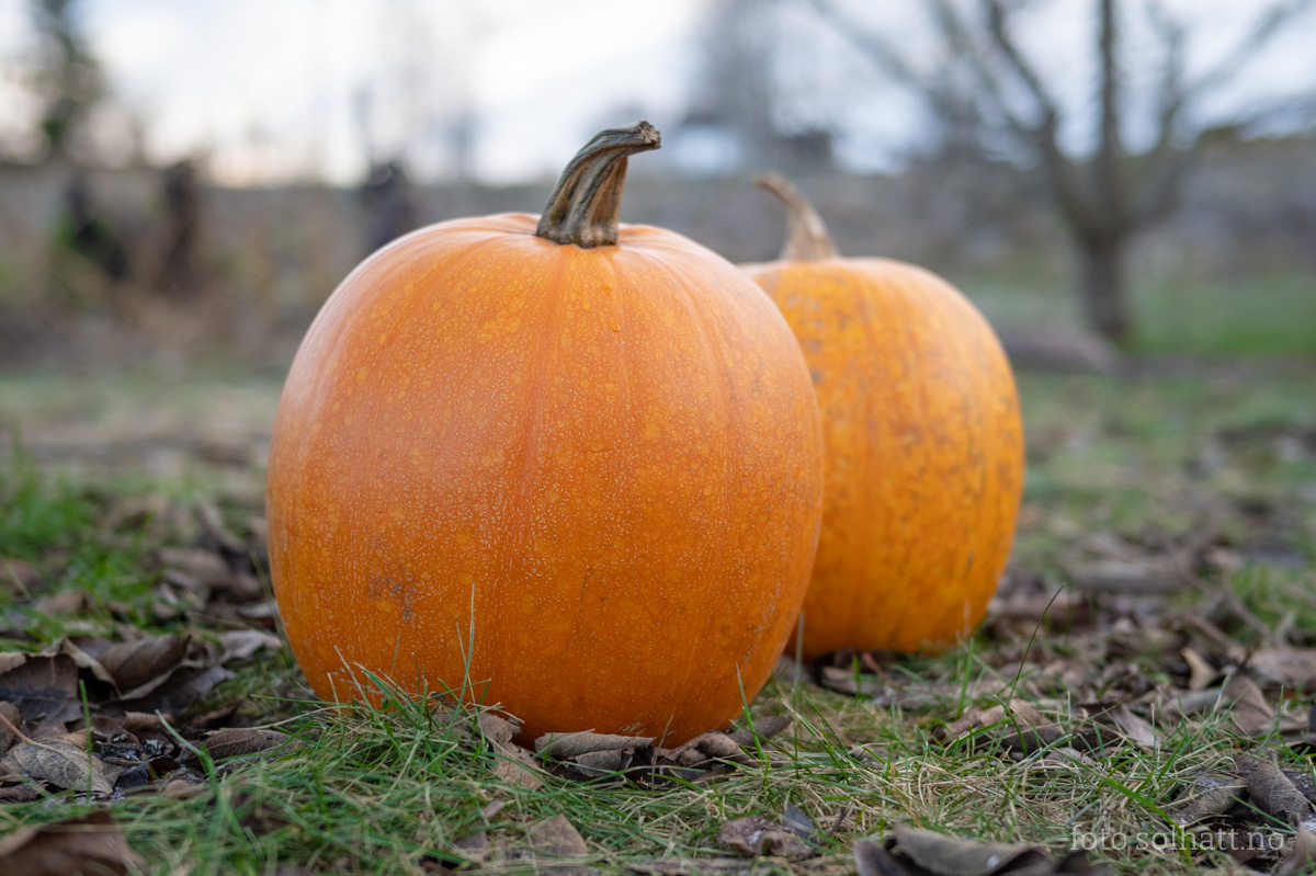 Gresskar Jack O'lantern