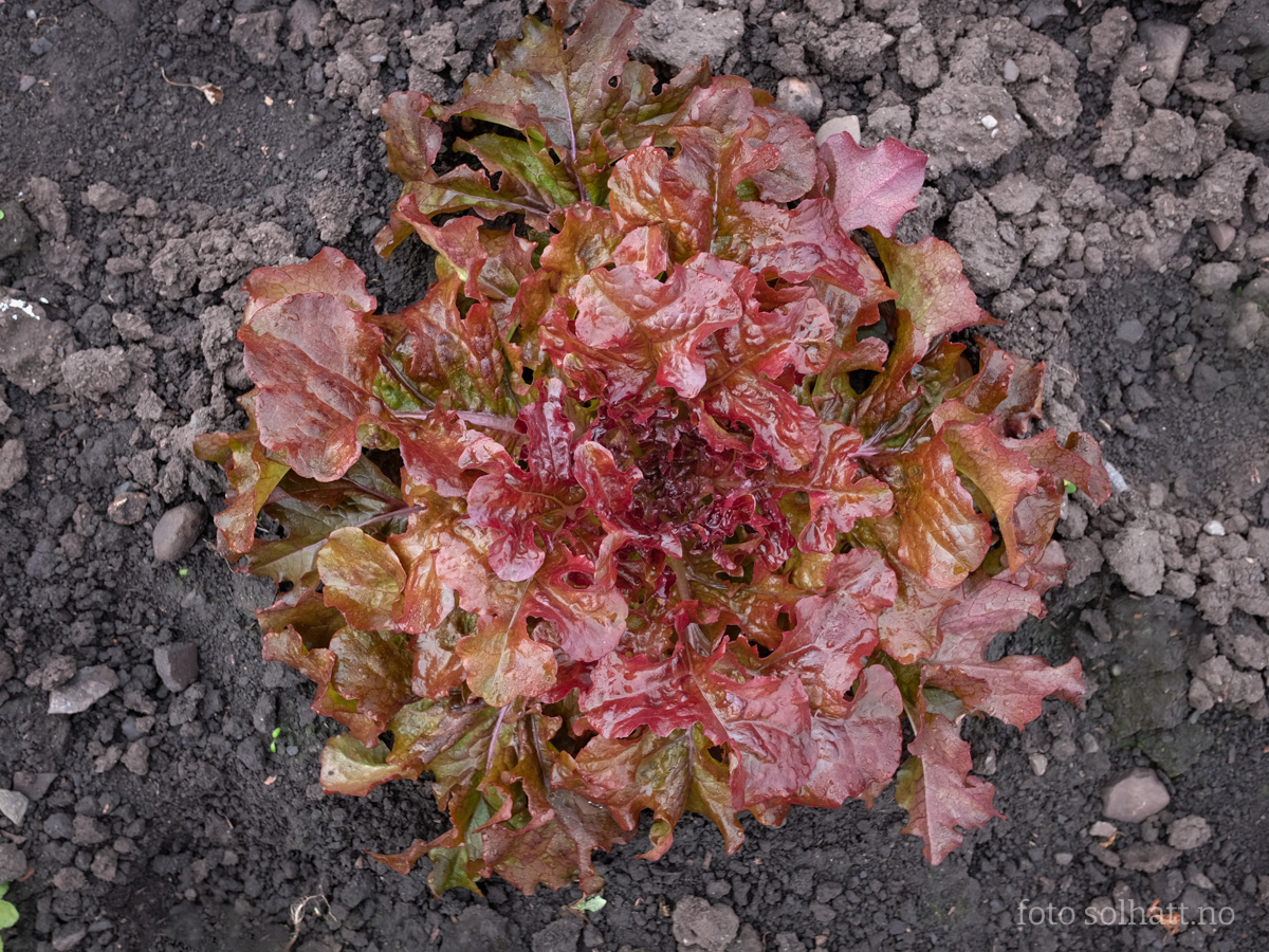 Plukksalat Red Salad Bowl