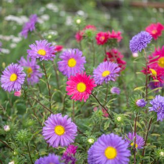Sommerasters