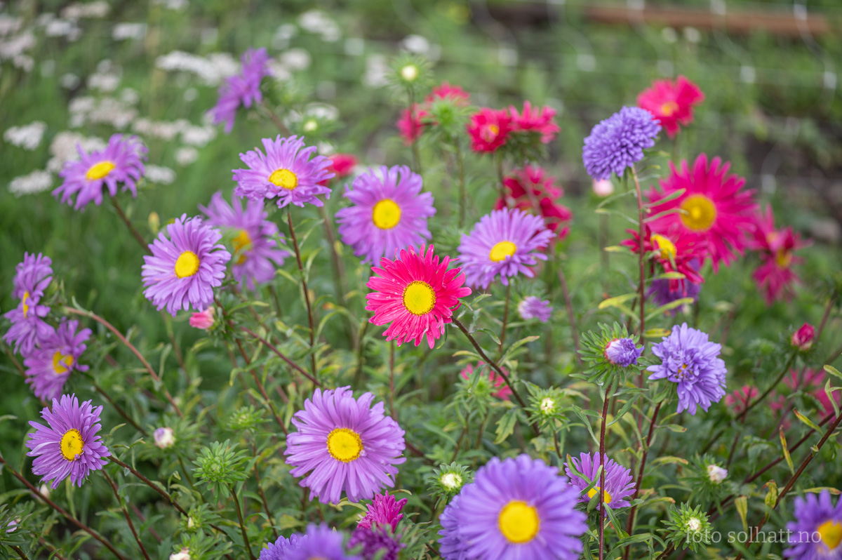 Sommerasters
