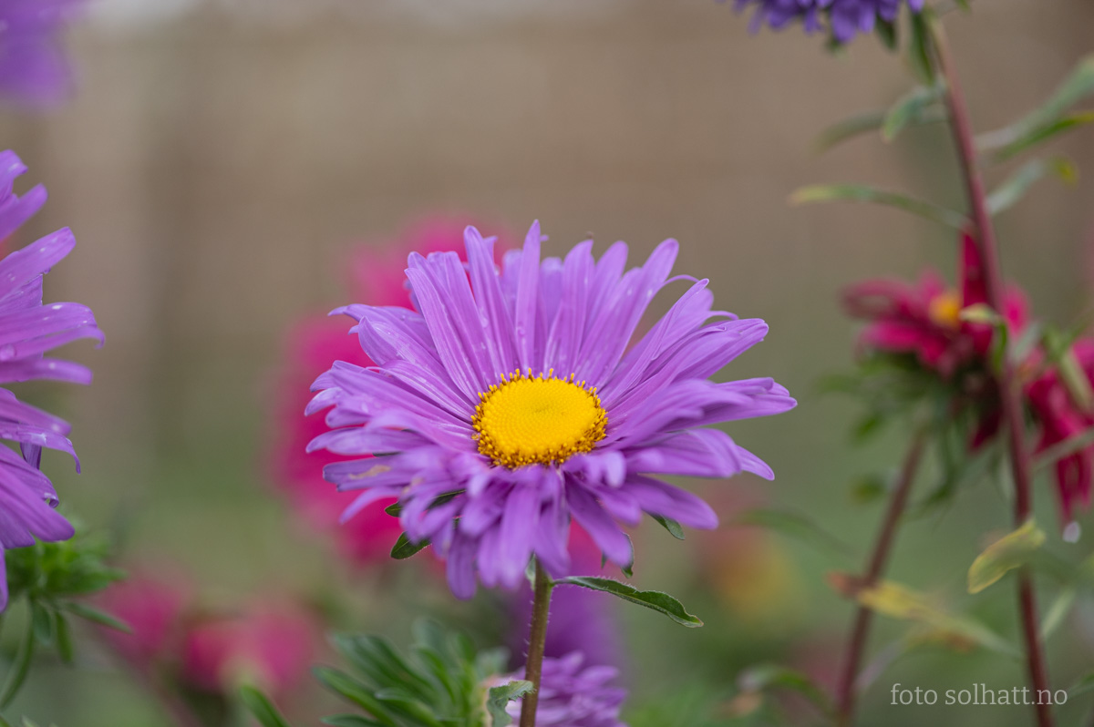 Sommerasters