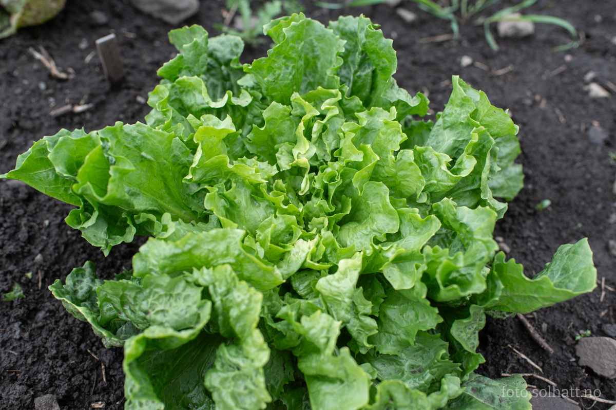 Eskarollsalat Diva