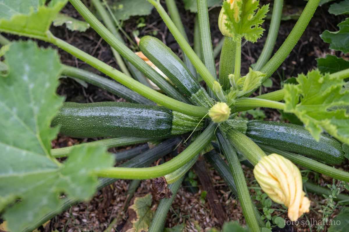 Squash Zuboda