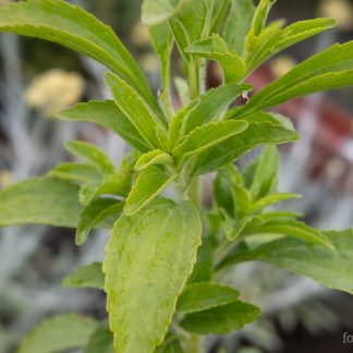 Stevia