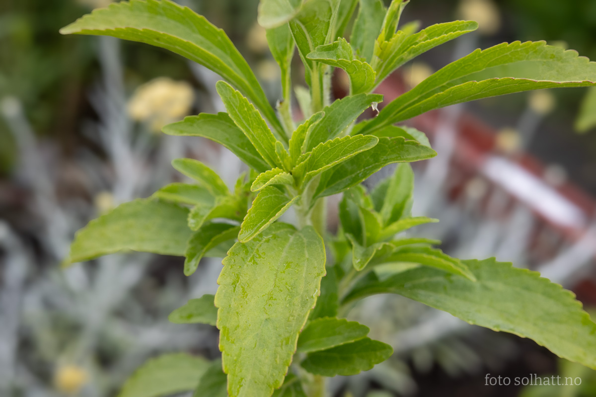 Stevia