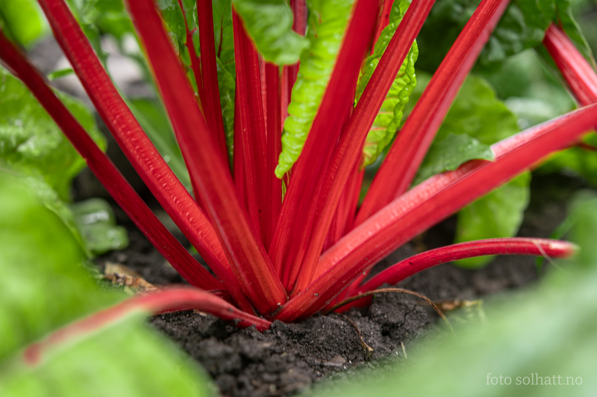 Mangold Rhubarb Chard