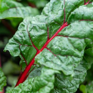 Mangold Rhubarb Chard