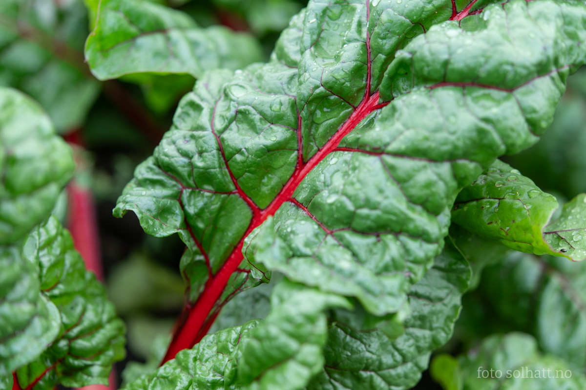 Mangold Rhubarb Chard