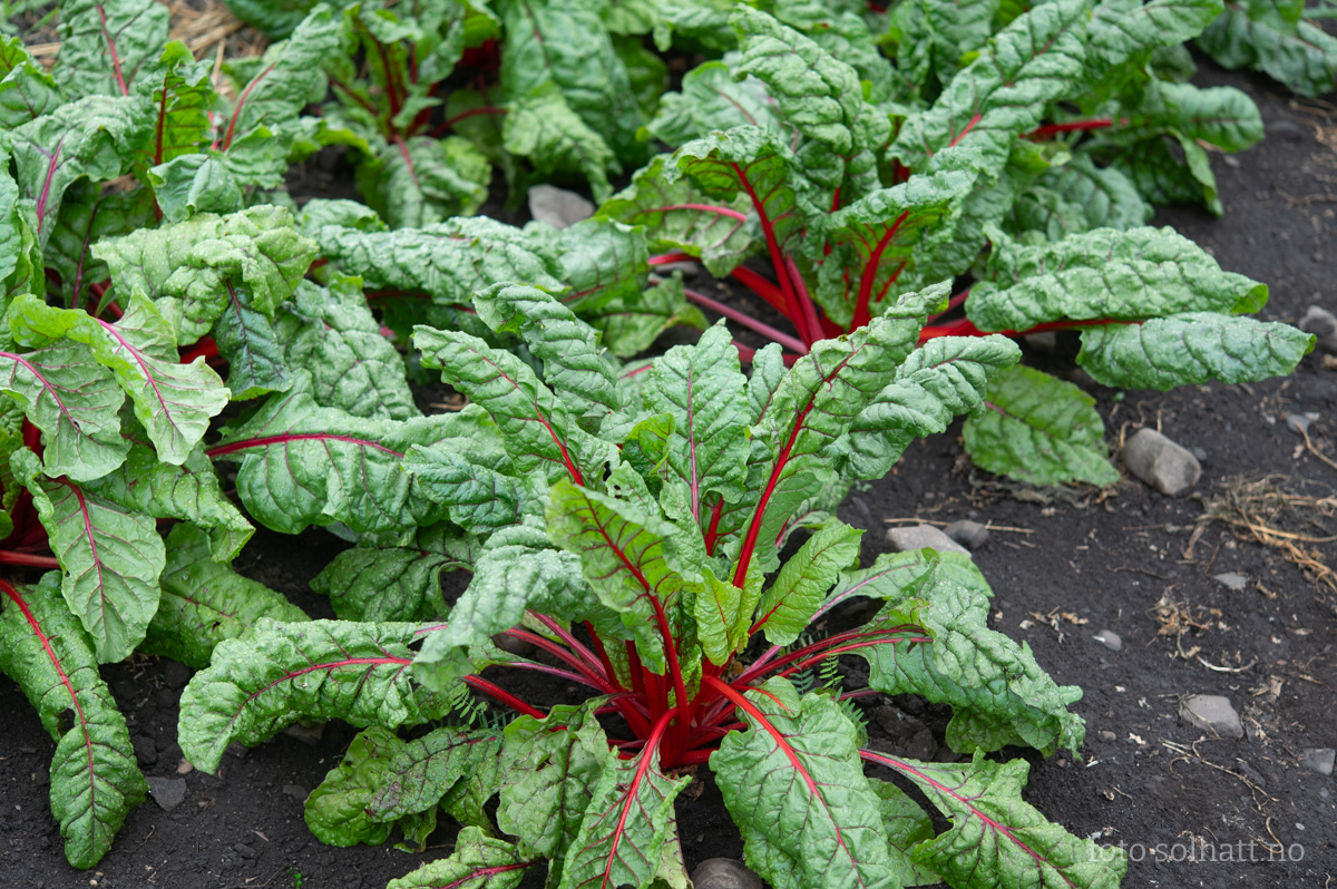 Mangold Rhubarb Chard