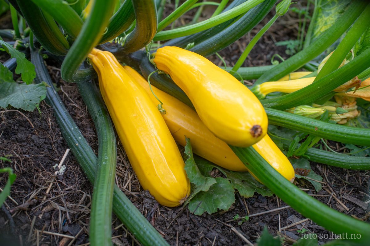 Squash Gold Rush