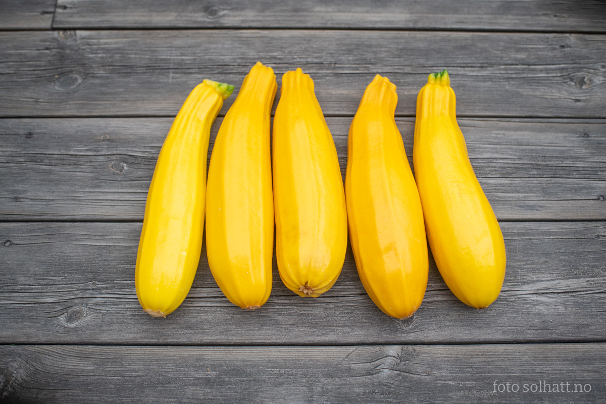 Squash Gold Rush