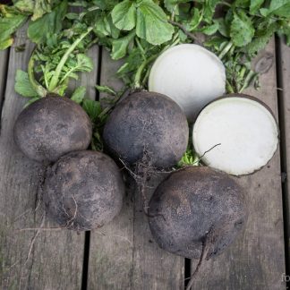 Vinterreddik Runde Svarte