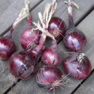 Rød Kepaløk Robelja