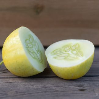 Frilandsagurk Lemon
