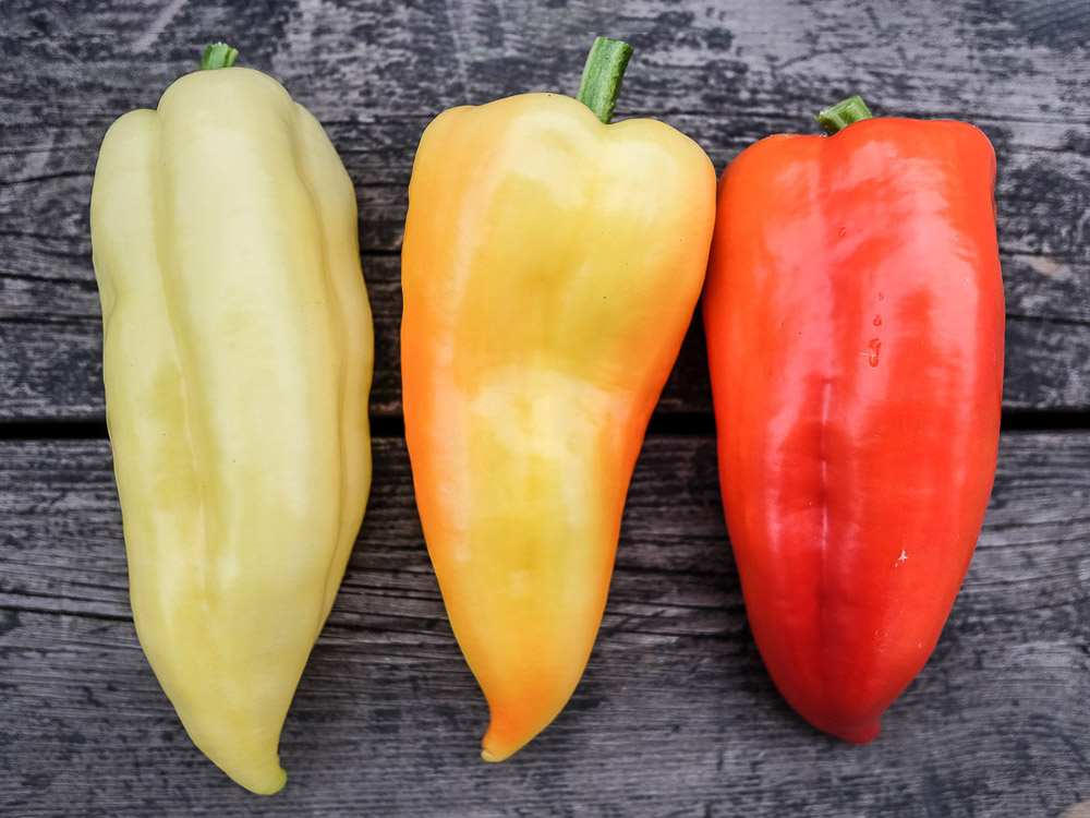 Paprika Ferenc Tender