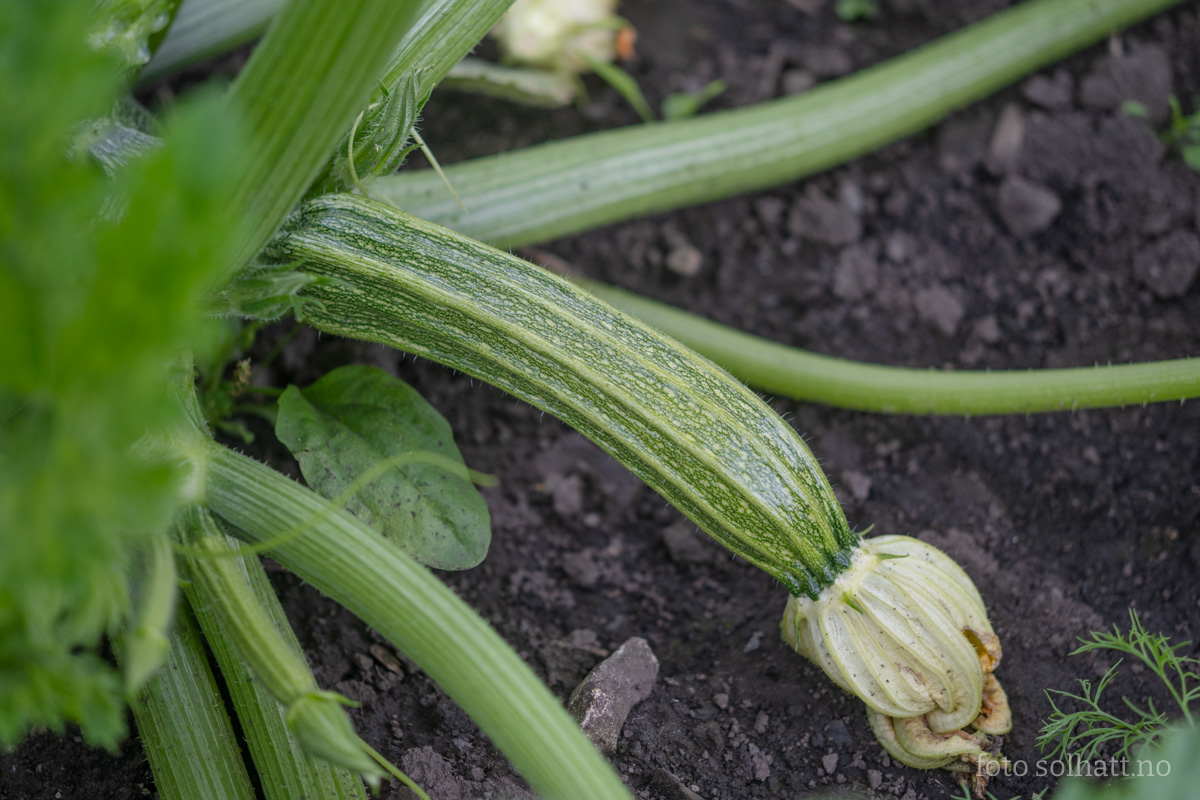 Squash Costates Romanesco