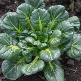 Pak Choi Tatsoi
