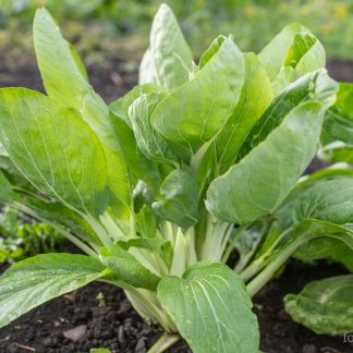 Pak Choi White Celery Mustard