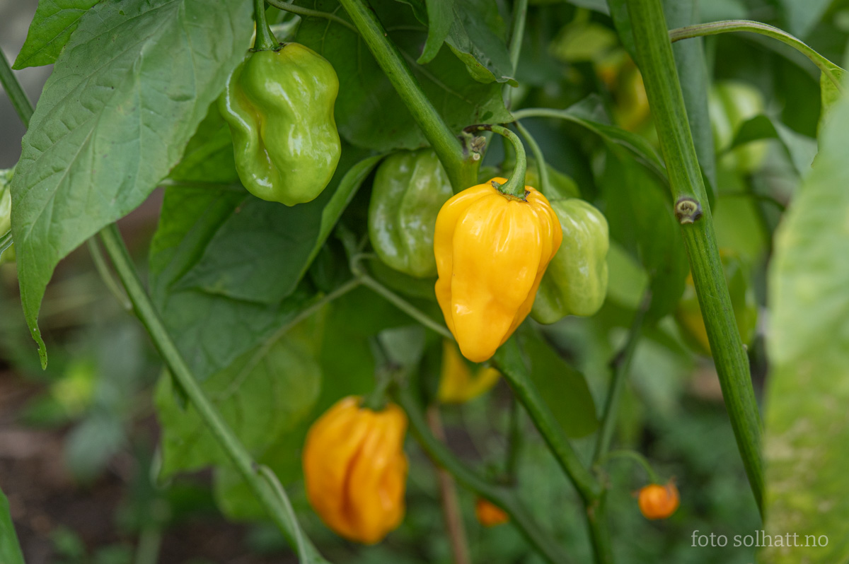 Chilipepper Habanero Gul