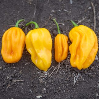 Chilipepper Habanero Gul