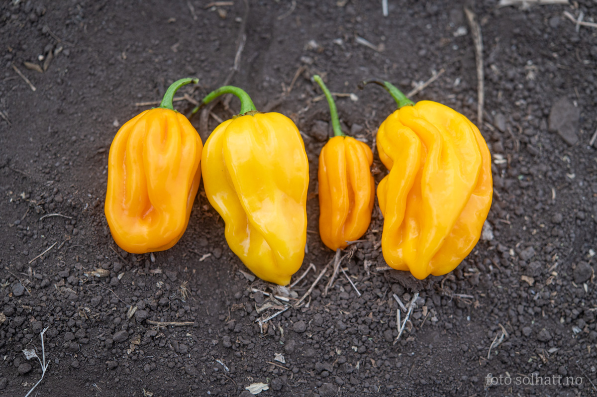 Chilipepper Habanero Gul
