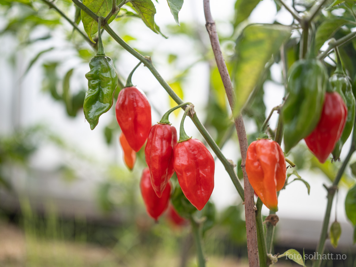 Chilipepper Habanero Rød