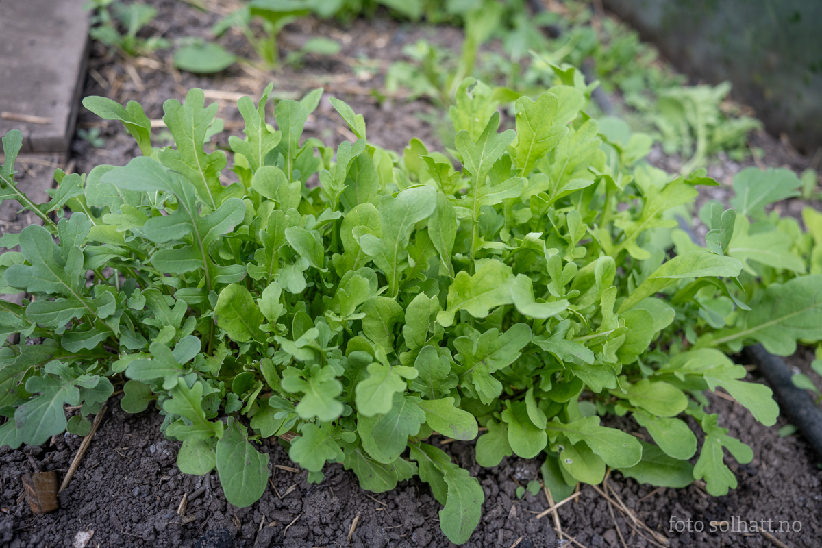 Ruccola Esmee