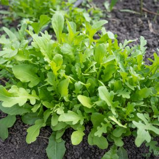 Ruccola Esmee