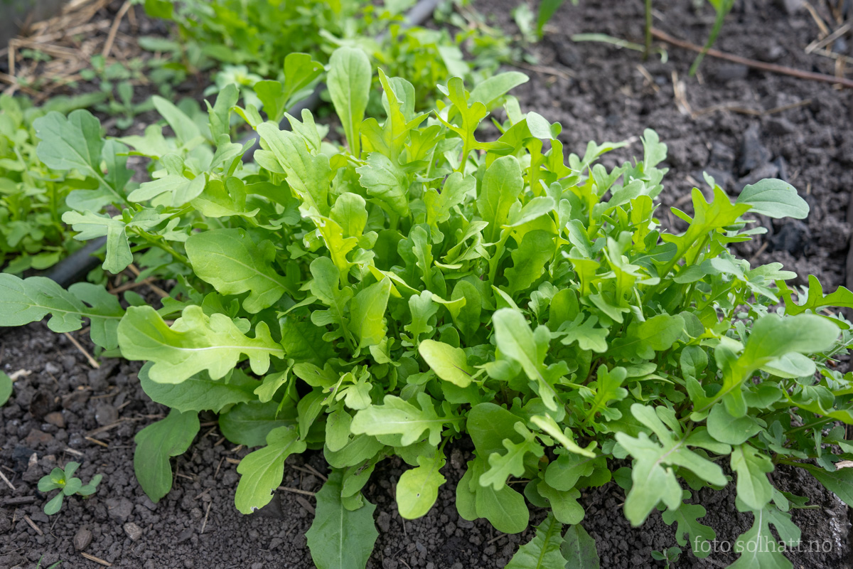 Ruccola Esmee