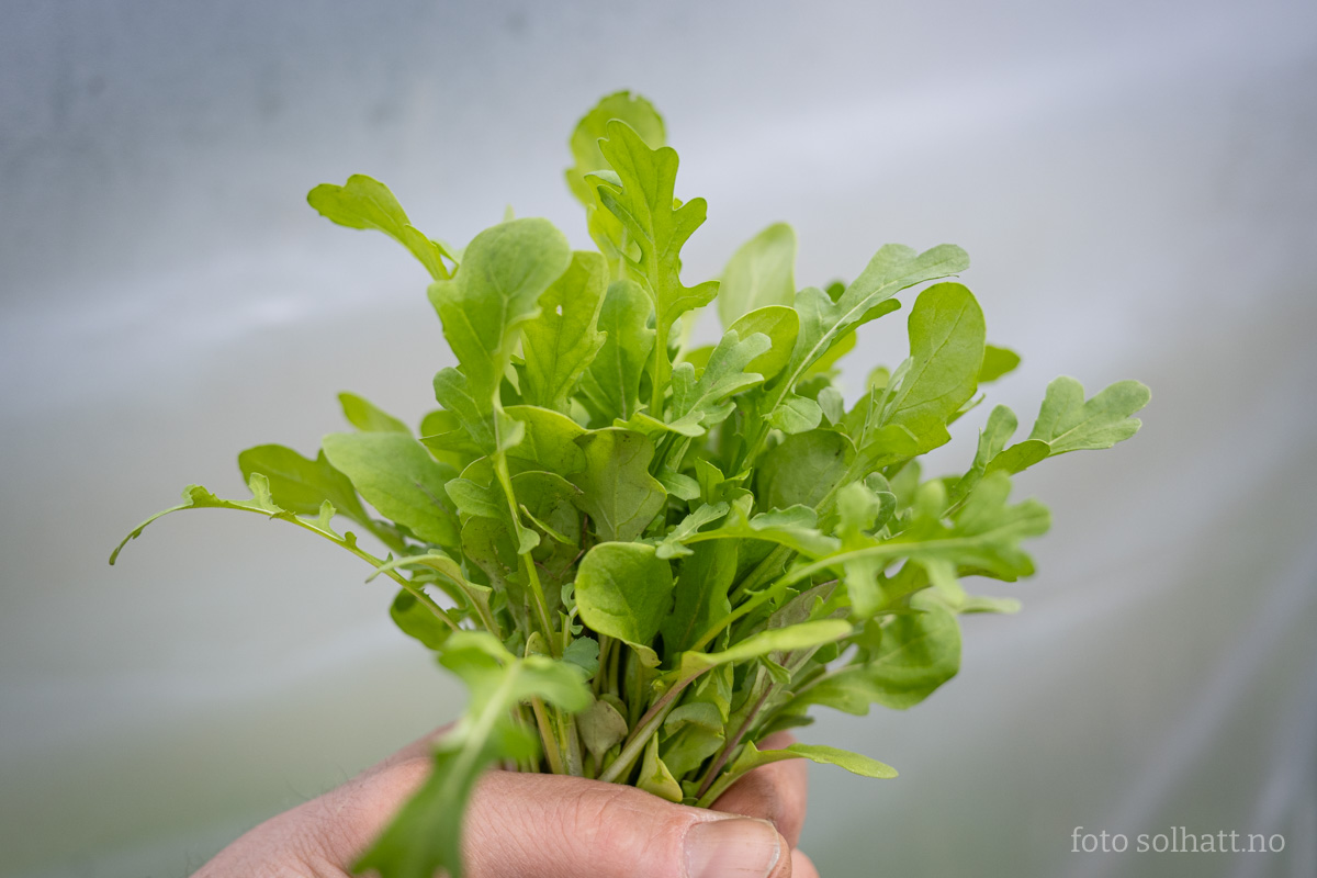 Ruccola Esmee
