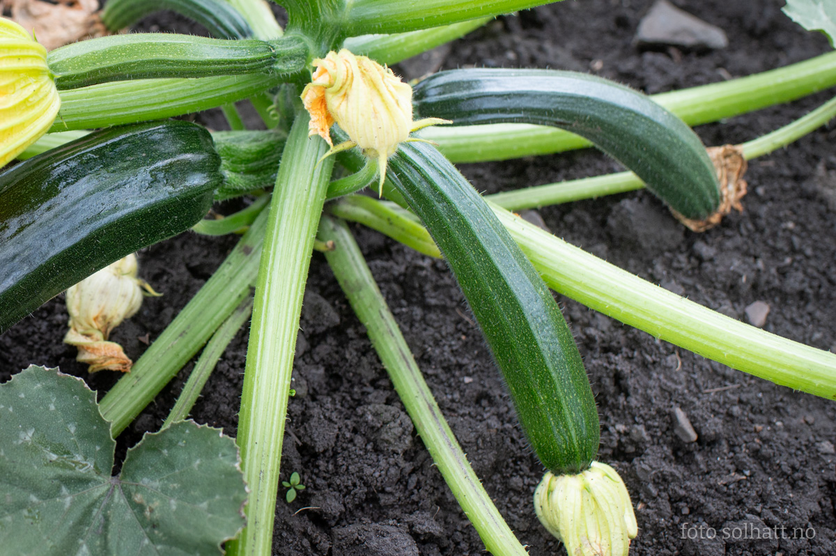 Squash Black Beauty
