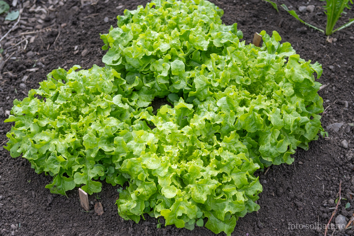 Plukksalat Green Salad Bowl