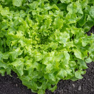 Plukksalat Green Salad Bowl