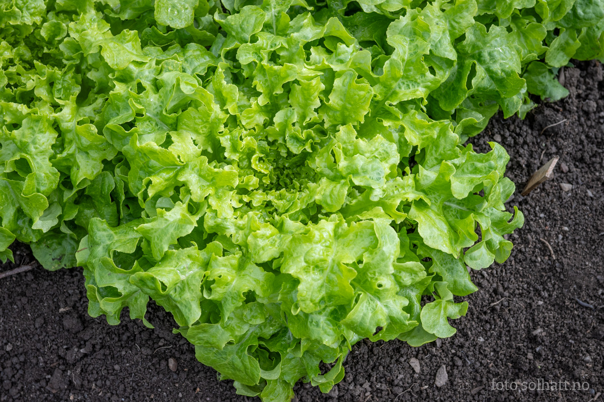 Plukksalat Green Salad Bowl