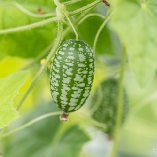 Jungelagurk / Cucamelon